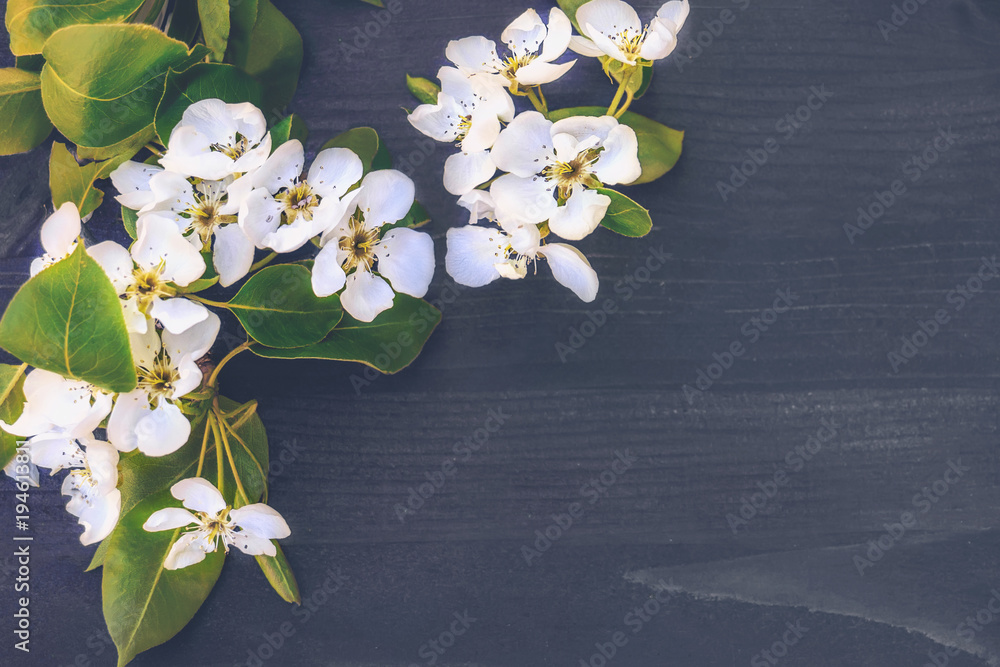 Obraz premium Background with flowers and petals Apple tree with copy space.