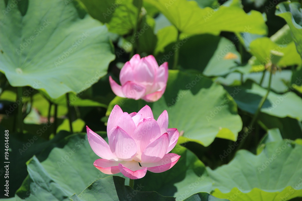 Lotus in japan Lotus in japan