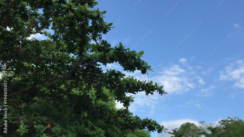 Trees on a sky background. Driving scooter. Captured from motorbike with stadycam. Asia.