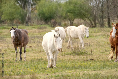 horses free on a field in winter in argentina