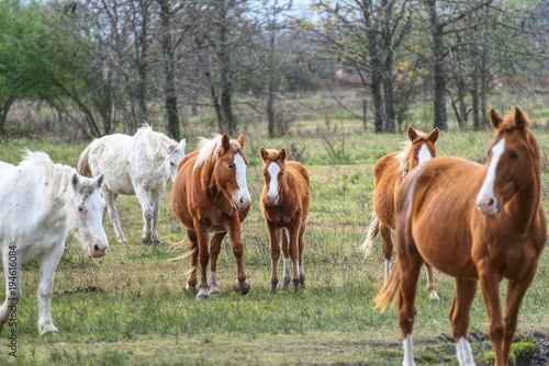 horses free on a field in winter in argentina