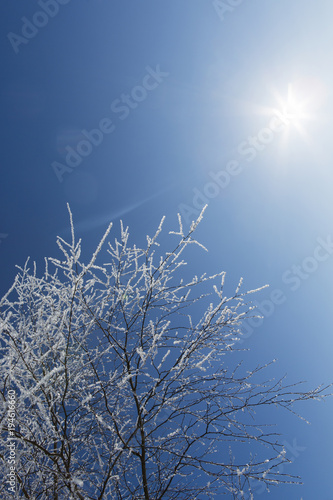 Frosty tree against a blue sky with sunshine. Copy space.
