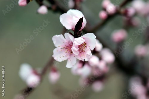 Obraz na plátně Kirschblüten im Frühling, rosablühend, Detailaufnahme