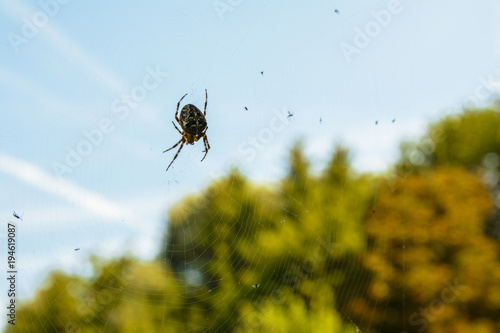 Cross spider on its cobweb