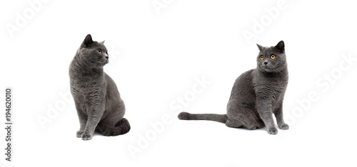 gray cats on a white background