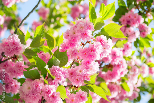Sakura, cherry blossom, cherry tree with flowers. Oriental cherry blooming