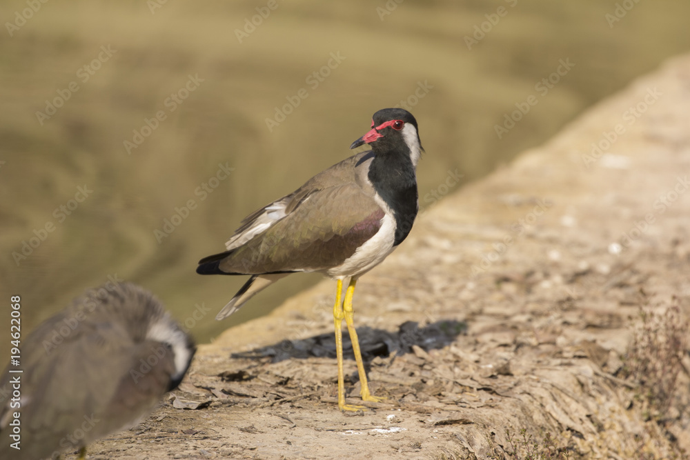 Fototapeta premium Red wattled lapwing in the wild