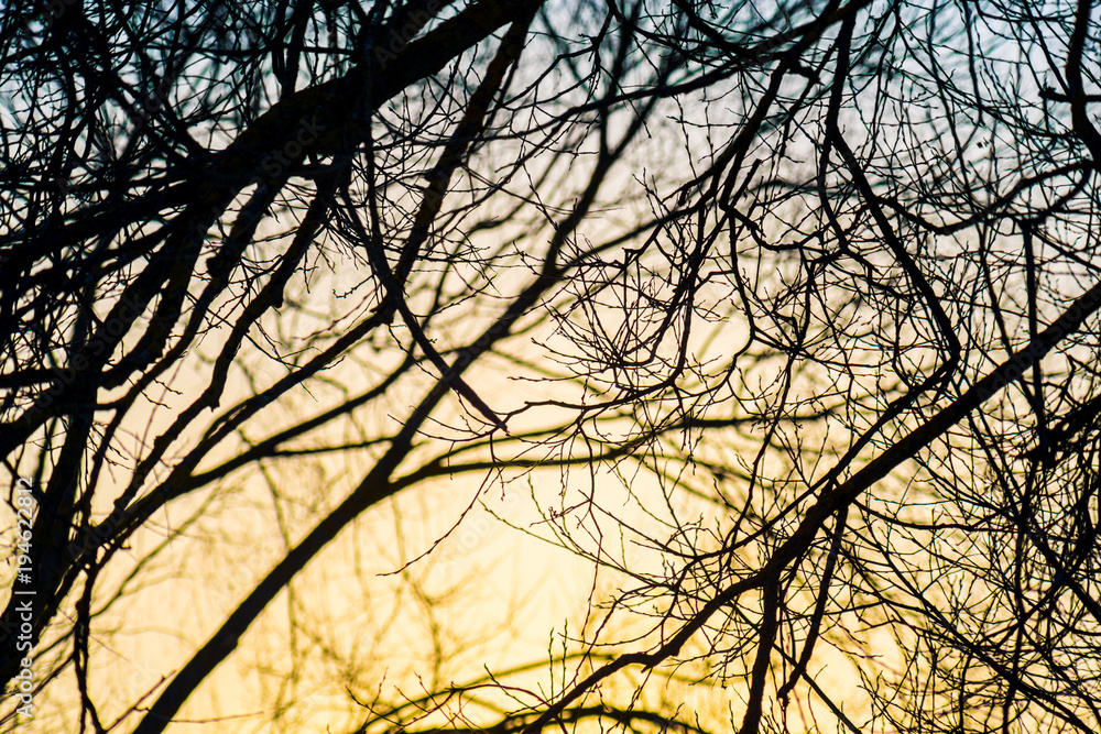Branches at sunset, backlit Branches at sunset, backlit
