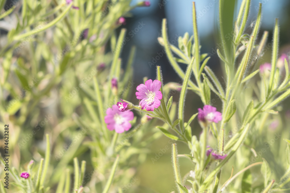 Green juicy grass and gentle violet flowers in the field on a sunny day Green juicy grass and gentle violet flowers in the field on a sunny day