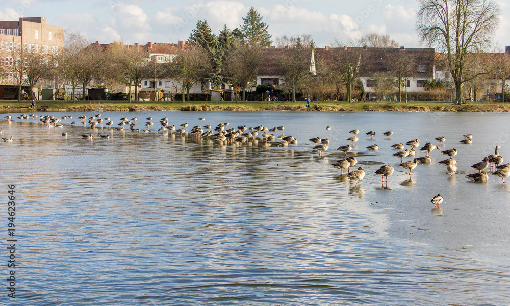 many wild geese and ducks in the water on frozen lake
