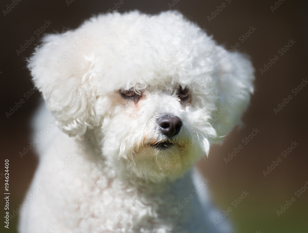 Bichon Frise dog outdoors in nature Bichon Frise dog outdoors in nature