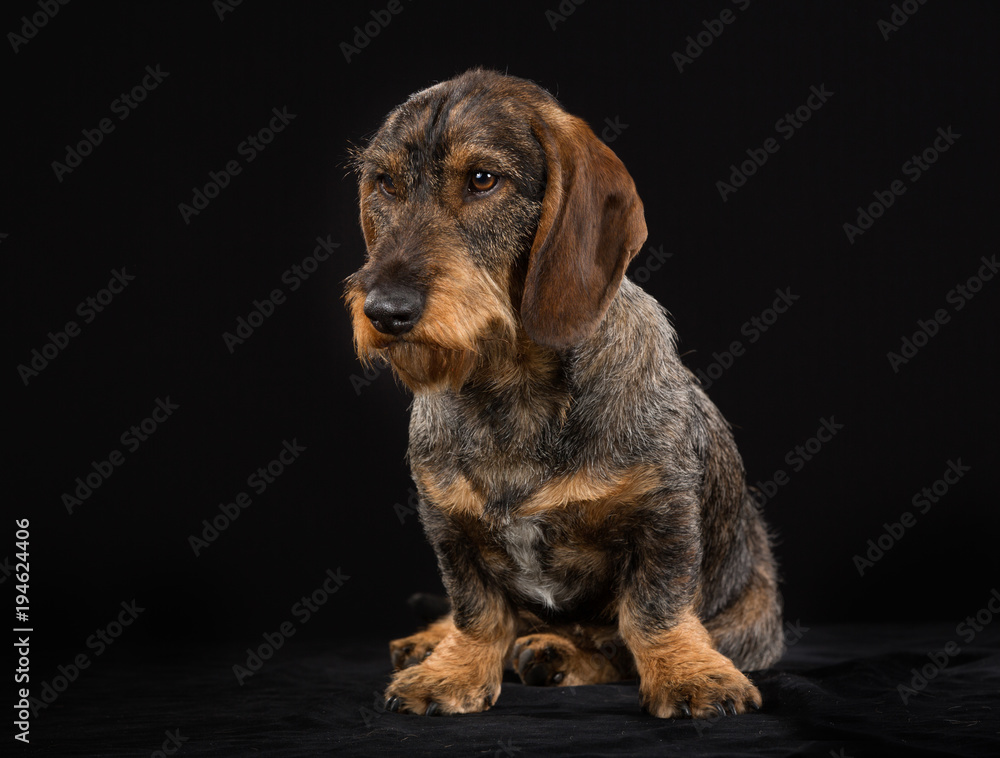 Wirehaired dachshund