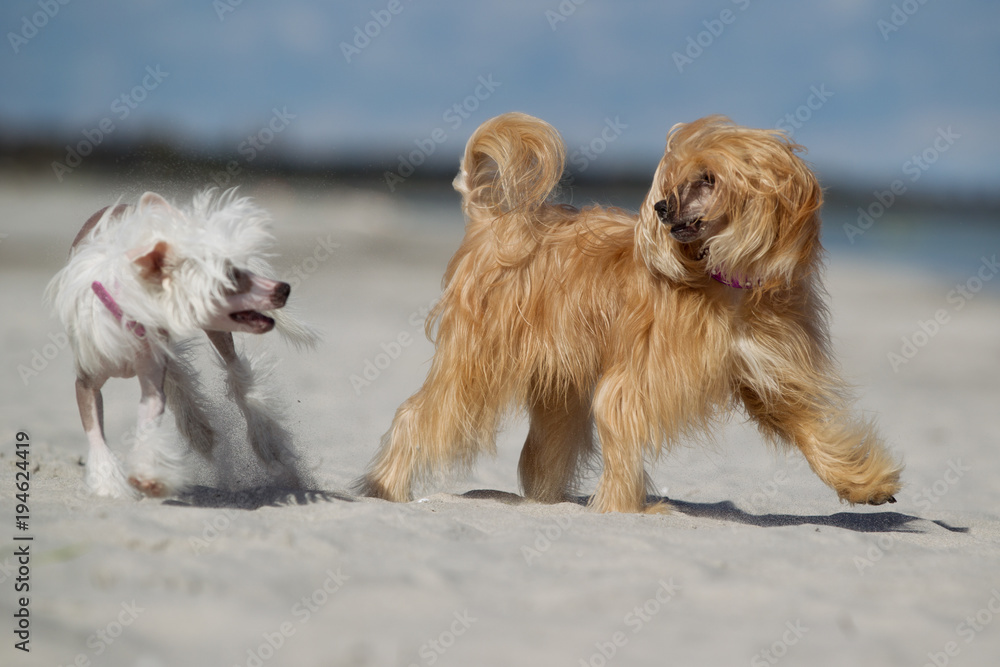 Two Chinese Crested dogs outdoors in nature Two Chinese Crested dogs outdoors in nature