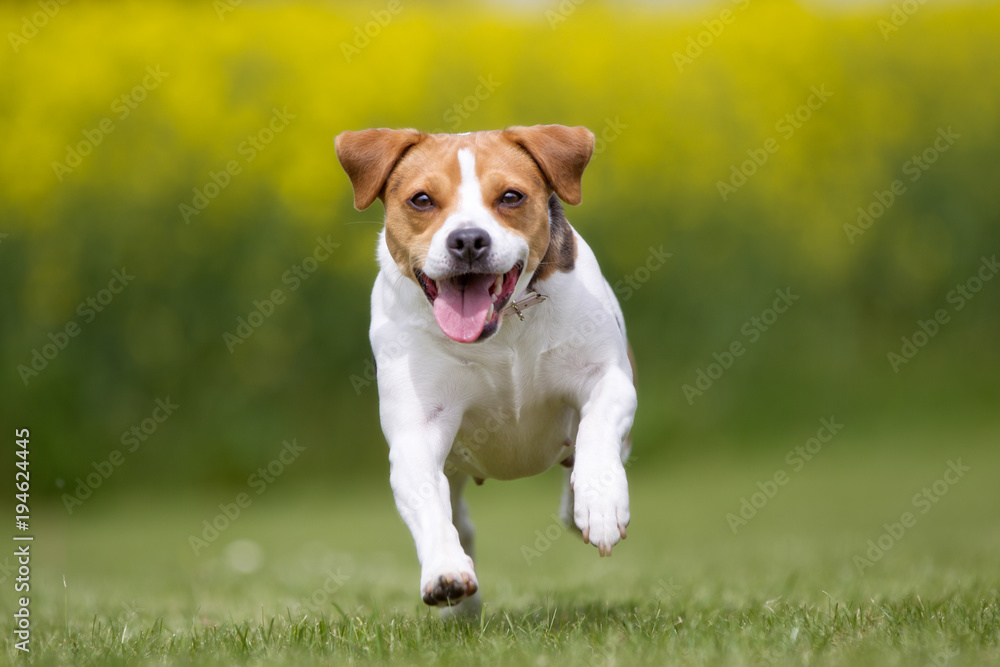 Happy and smiling Danish Swedish Farm dog running
