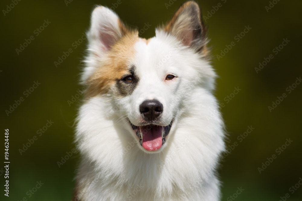 Icelandic Sheepdog outdoors in nature