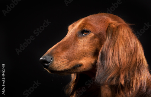 Longhaired dachshund © Mikkel Bigandt