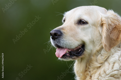 Golden Retriever dog outdoors in nature © Mikkel Bigandt