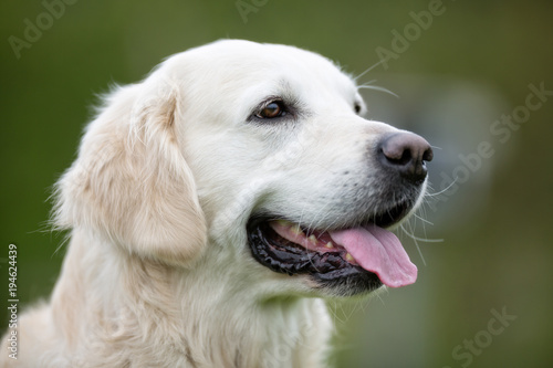 Golden Retriever dog outdoors in nature