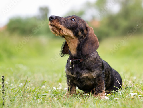 Wirehaired dachshund dog outdoors in nature