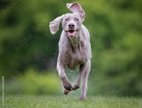 Photos Purebred Weimaraner dog outdoors in nature