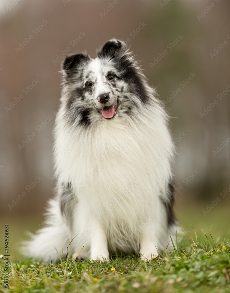 Sheltie dog Sheltie dog