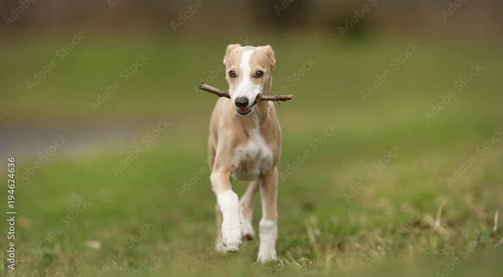 Rhodesian Ridgeback dog Rhodesian Ridgeback dog