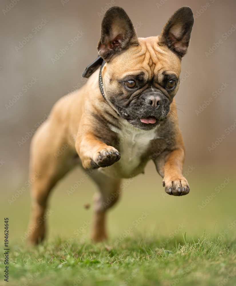 French bulldog