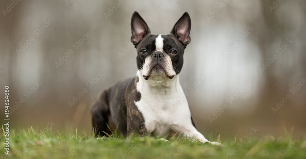 Boston terrier dog - obrazy, fototapety, plakaty 