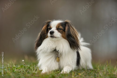 Cavalier King Charles Spaniel dog © Mikkel Bigandt