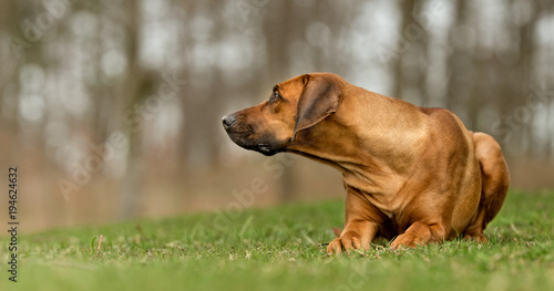 Wallpaper Mural Dog Torontodigital.ca