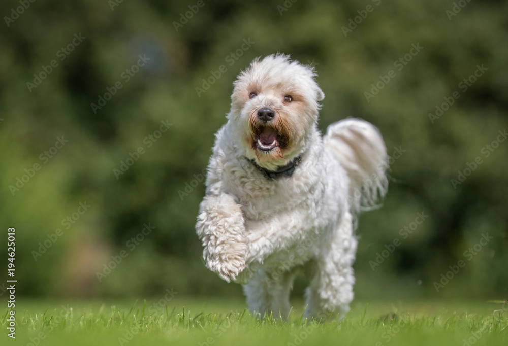 Happy active dog Happy active dog