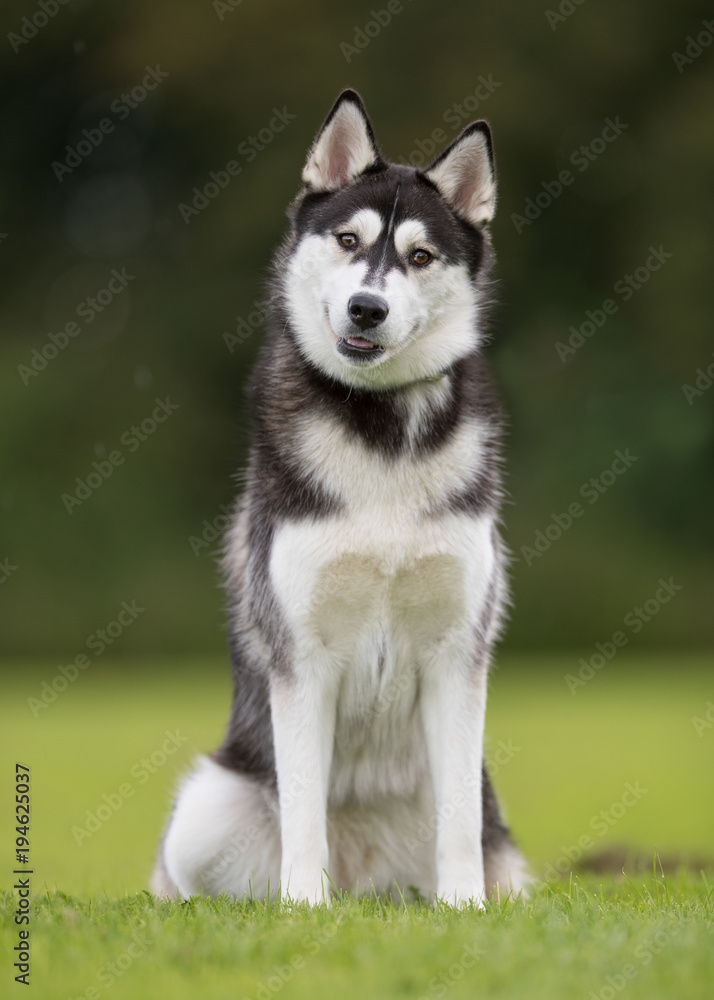 Young siberian husky dog