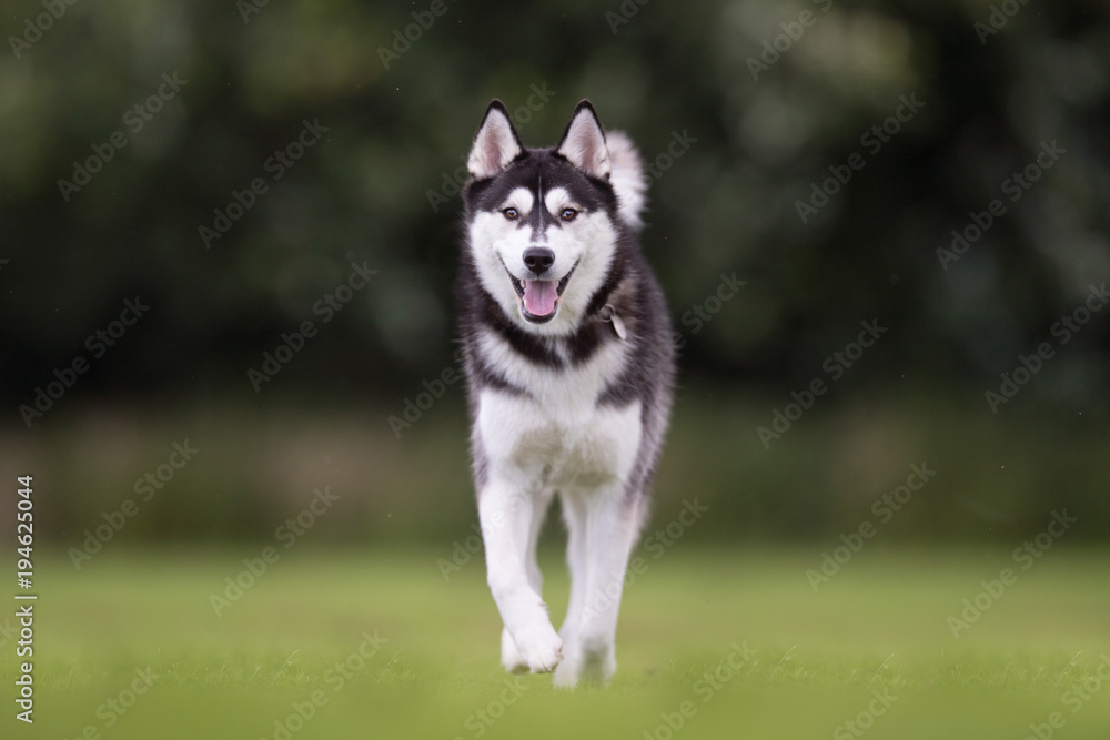 Young siberian husky dog