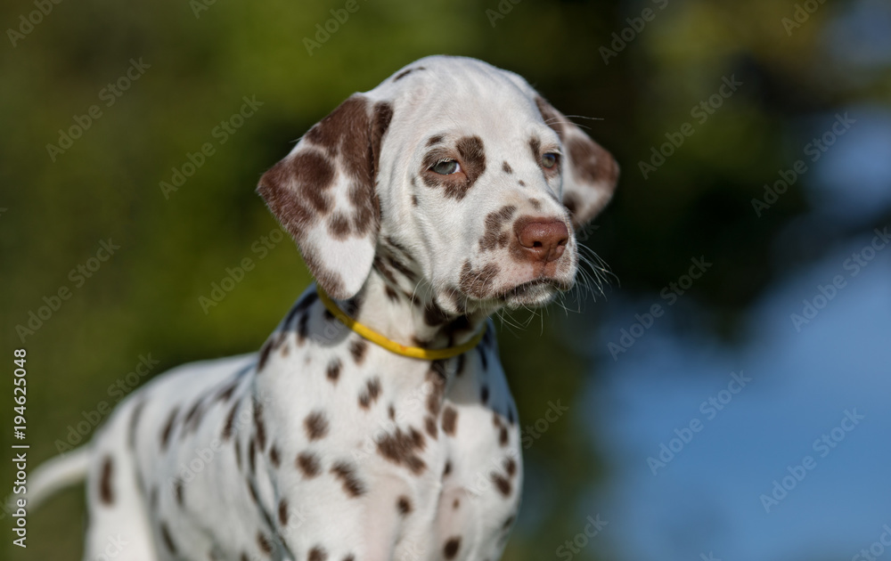 Dalmatian dog puppy