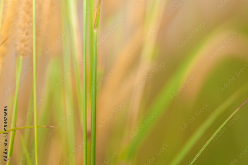 Naklejka premium Out of focus image, blur and closeup grass flower 