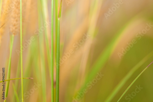 Out of focus image  blur and closeup grass flower 