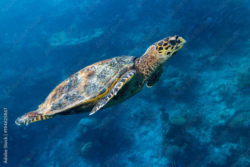 Obraz premium Meeresschildkröte hawksbill sea turtle im Meer Ozean Korallenriff hintergrund blau