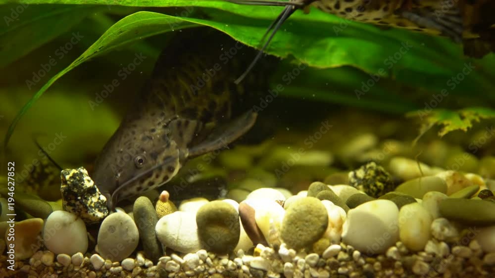 Hoplosternum thoracatum, spotted ornamental catfish eat special food in a home aquarium, close up shoot. Hoplosternum thoracatum, spotted ornamental catfish eat special food in a home aquarium, close up shoot.