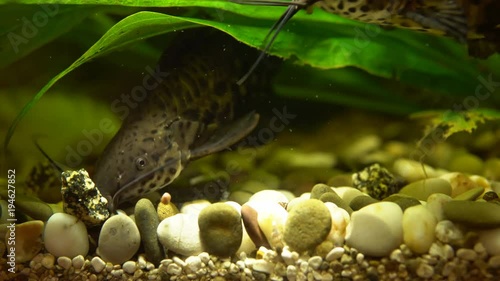 Hoplosternum thoracatum, spotted ornamental catfish eat special food in a home aquarium, close up shoot. photo