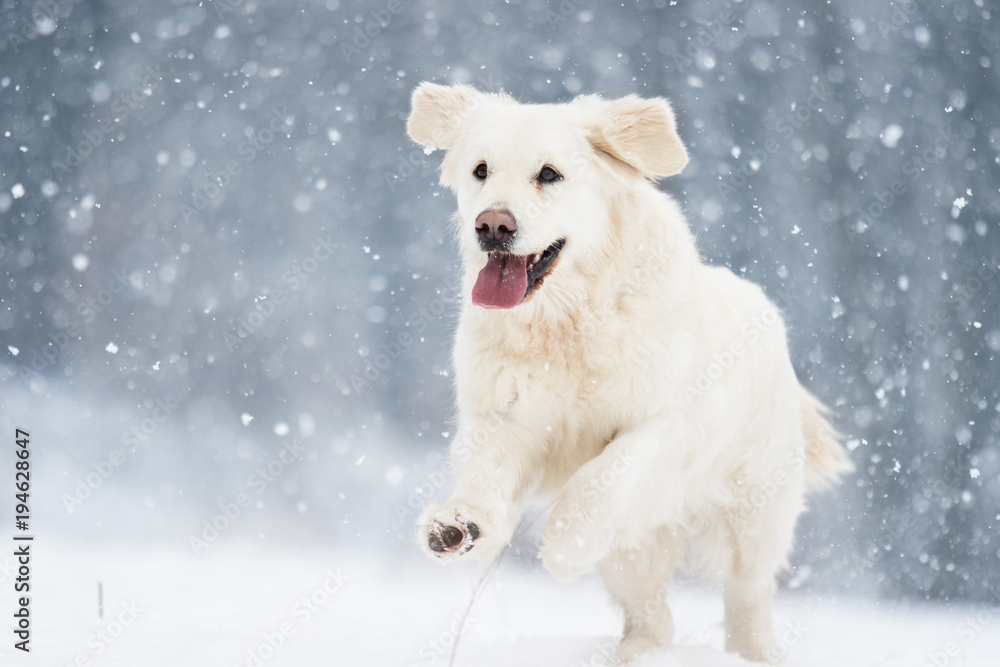 active dog in winter, breeds golden retriever active dog in winter, breeds golden retriever