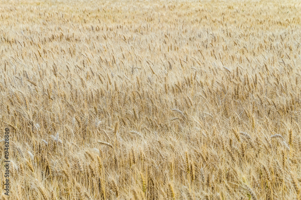 Ripe wheat ears on a field. Agricultural background with limited depth of field. Ripe wheat ears on a field. Agricultural background with limited depth of field.