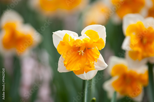 Fototapeta Naklejka Na Ścianę i Meble -  Blooming Daffodil Orangery close up