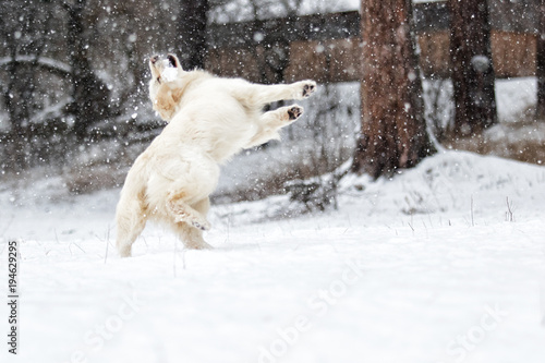 active dog in winter  breeds golden retriever