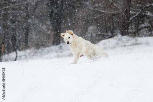 active dog in winter, breeds golden retriever