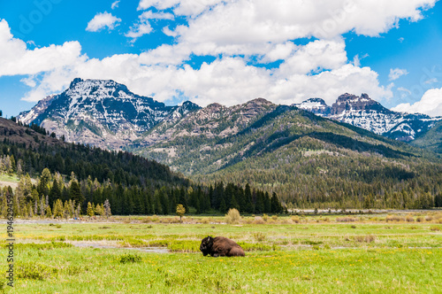 bison and mountains