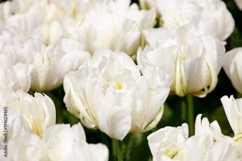 Blooming Exotic Emperor  tulips closeup