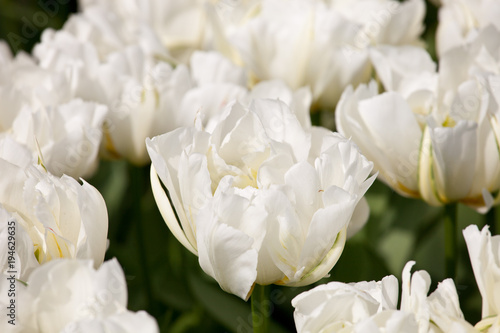 Fototapeta Naklejka Na Ścianę i Meble -  Blooming Exotic Emperor  tulips closeup
