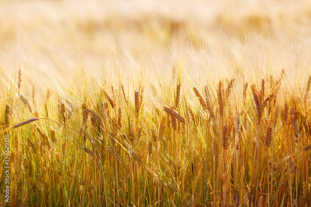 Fototapeta premium Bright golden ears of wheat. Close-up of wheat field. Selective focus.