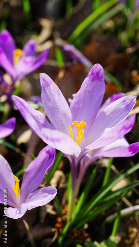 Beautiful colorful magic blooming first spring flowers purple crocus in wild nature. Selective focus, close up, vertical instagram photo. Beautiful colorful magic blooming first spring flowers purple crocus in wild nature. Selective focus, close up, vertical instagram photo.