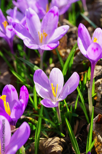 Beautiful colorful magic blooming first spring flowers purple crocus in wild nature. Selective focus, close up, vertical instagram photo.